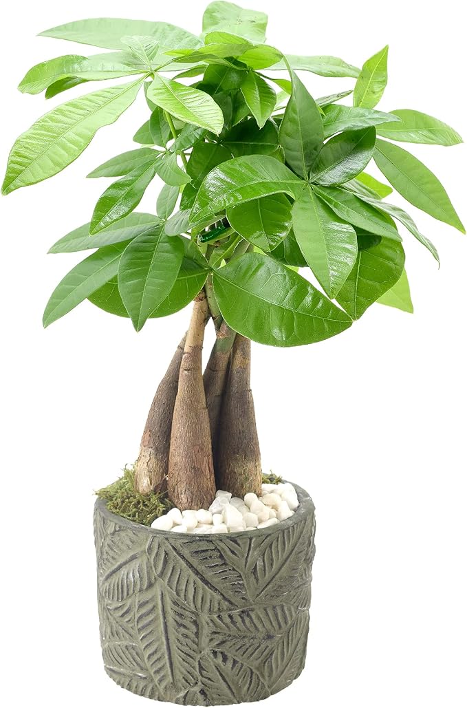 LV50 Money Tree, Live Indoor Plant in Tropico Leaf Ceramic Planter for Home, Work, or Gift, Green