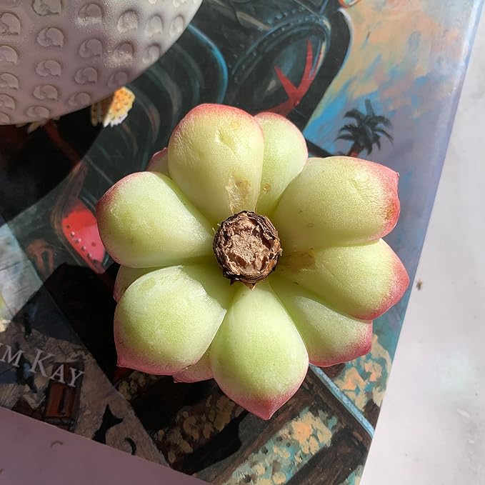 Echeveria Silhouette Rare Live Succulent Plants, 1 Head 3.5" Bare Root Without Pot & Soil, Garden Indoor Office Desk Baby Shower Decoration, Friend Plant Lovers Gifts