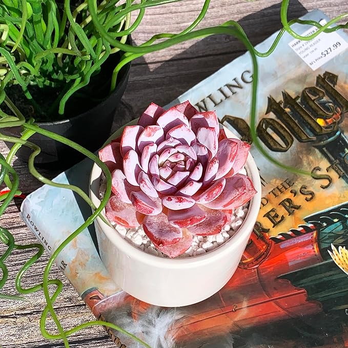 Generic Echeveria Pink Peony Rare Live Succulent Plants, 1 Head 3"" Red, Bare Root Without Pot & Soil, 1/3/7 Pcs, Garden Indoor Office Desk Baby Shower Decoration, Friend Plant Lovers Gifts