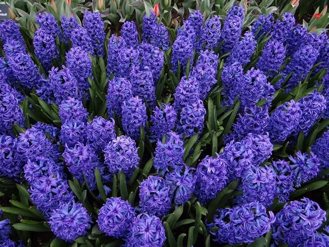 Blue Jacket Hyacinth Bulbs - 8 Bulbs by Willard & May