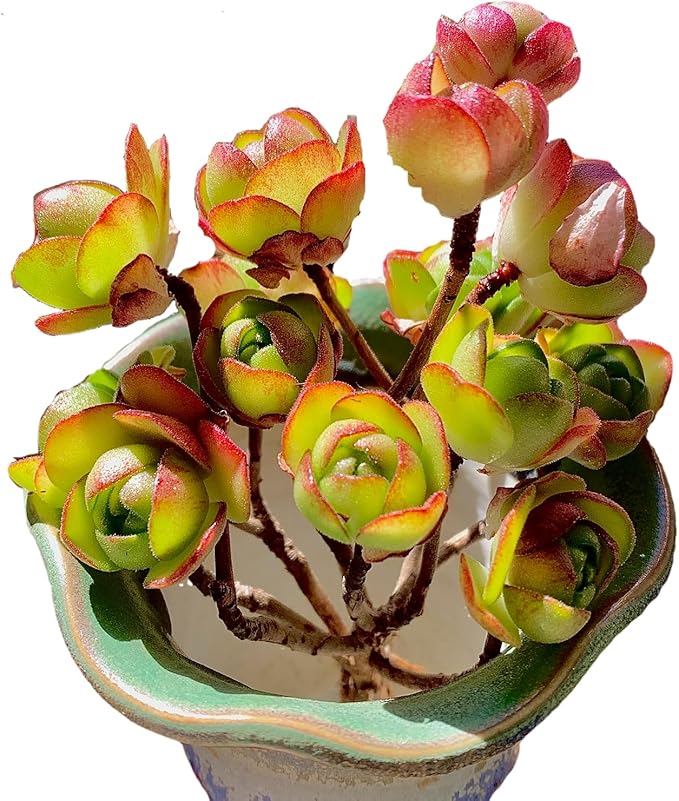 Aeonium saundersii Pinheads Rare Live Succulent Plants, Pink Cluster 3.5" Live Plant, Package Without Pot Soil, Garden Indoor Office Desk Wedding Party Baby Shower Decoration, Friend Plant Lovers Gift