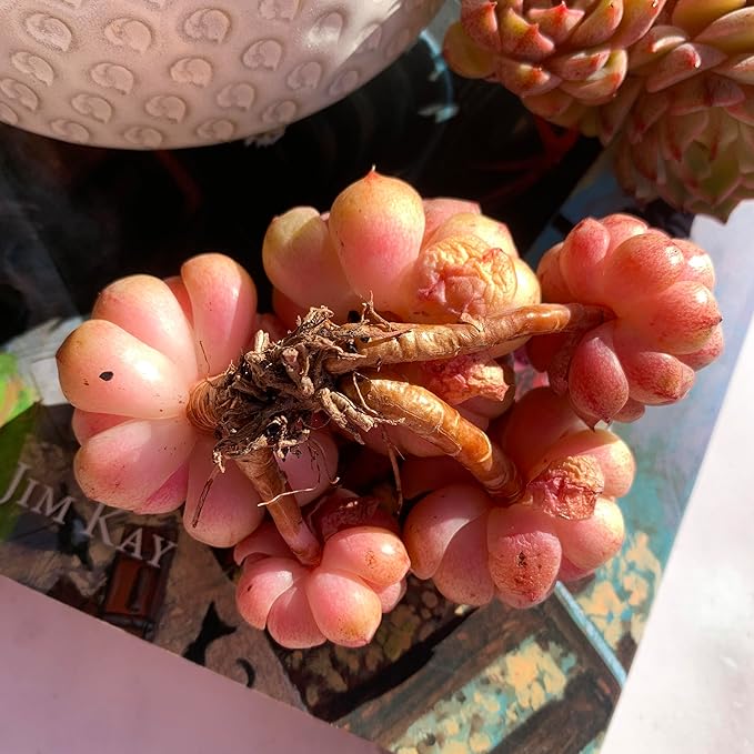 Echeveria Ben Badis Rare Live Succulent Plants, Cluster 3.5" Bare Root Without Pot & Soil, Garden Indoor Office Desk Baby Shower Decoration, Friend Plant Lovers Gifts