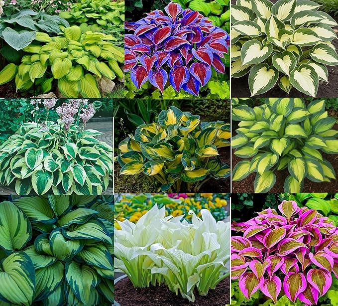 6 Mixed Color Hosta Plants for Growing - Growers Choice, Easy to Grow Hosta Rootstock (6 Plants)