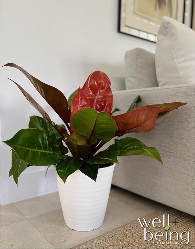 Nature's Way Farms Philodendron Prince of Orange Live Plant (25-30 in. Tall) in Grower Pot