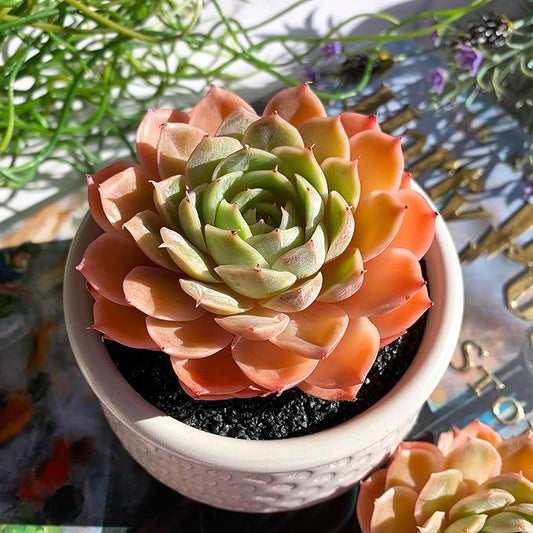 Echeveria Onslow Rare Live Succulent Plants, 1 Head 3" Bare Root Without Pot & Soil, Garden Indoor Office Desk Baby Shower Decoration, Friend Plant Lovers Gifts