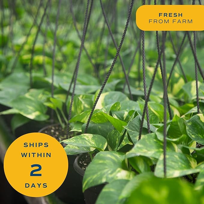 Costa Farms Golden Pothos Live Plant, Devil's Ivy in Decorative Pot, Easy to Maintain, Air Purifying Indoor Houseplant, Home, Room, or Office Decor, House Warming or Birthday Gift, 12-14 Inches Tall