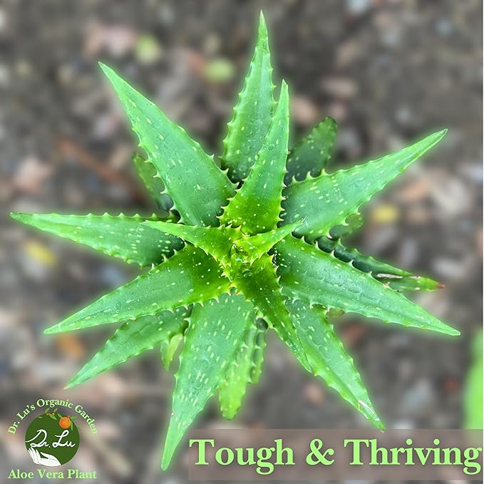 Dr. Lu’s Organic Aloe Vera Plant | Real Beautiful Aloe Plant | Live Succulents Plants | Rooted Natural Air Purifier in Soil | Easy Care House Plants in 5'' H x 4'' W Nursery Pot