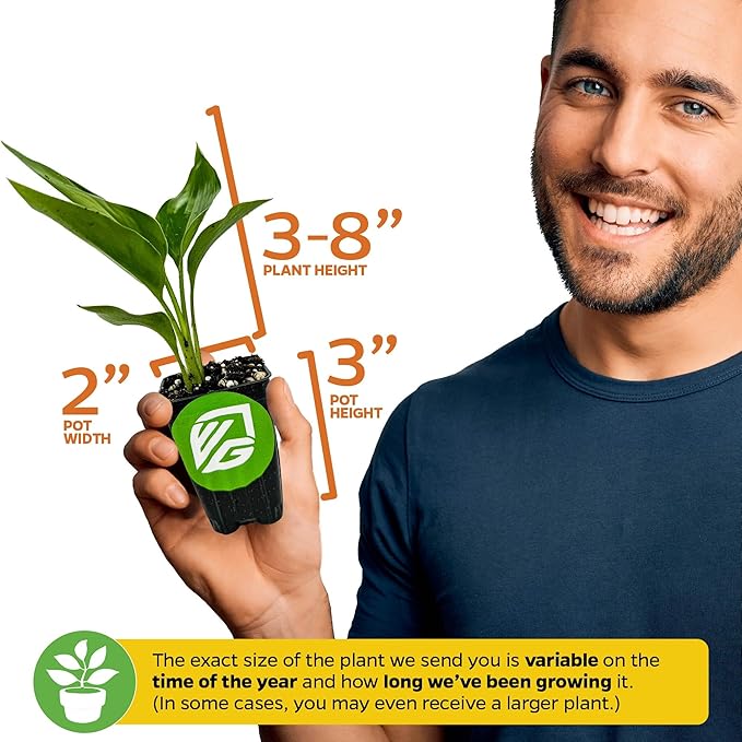 White Bird of Paradise Live Plant - Strelitzia Reginae - Wellspring Gardens - Tropical Flowering Perennial, Exotic Indoor/Outdoor Houseplant, Easy Care, Low Maintenance Starter Plant