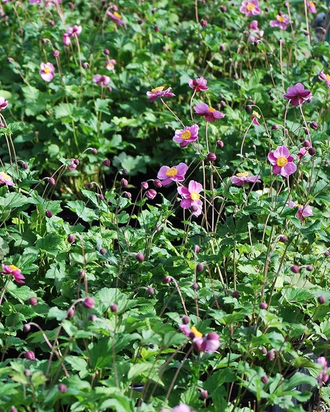 Perennial Farm Anemone Tomentosa 'Robustissima' – Live Windflower Perennial in #1 Container, Soft Pink Blooms, Vigorous & Hardy, Long Blooming, Deer Resistant, Ideal for Borders & Late Summer Color