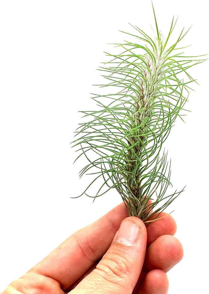Air Plants - Colombian Tillandsia Funckiana, Large 5" - 2ct - Live Arrival Guaranteed - House Plants for Home Decor & Gift