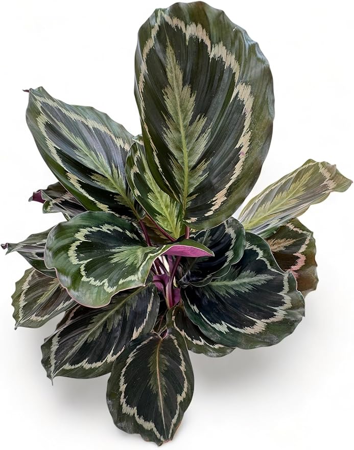Calathea Medallion ROSEO Picta Live Plant - Air Purifier, Home Decor & Room Decor | Elegant Indoor Calathea Prayer Plant, Plants Live Houseplants | Perfect Live Indoor Plants
