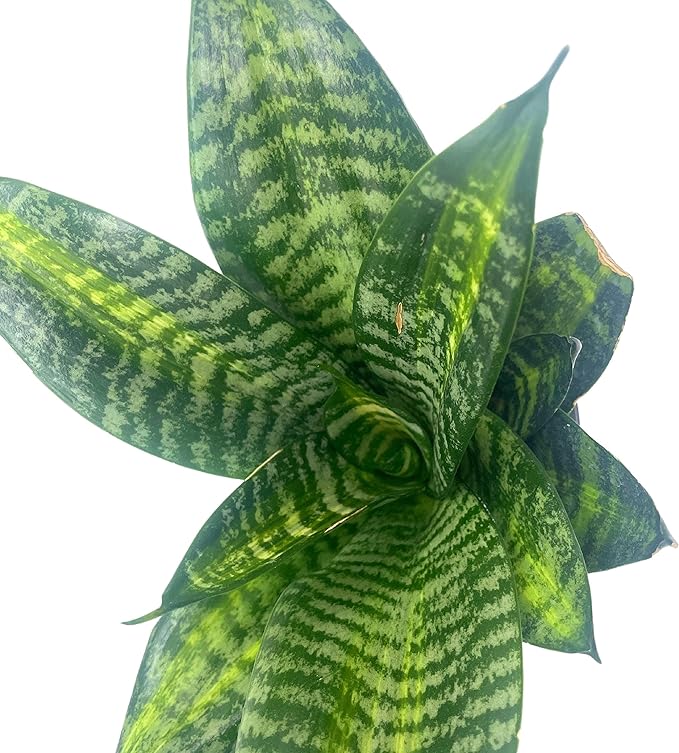 BubbleBlooms Bird's Nest Snake Plant, 4 inch Pot Green Striped Snakeplant, Sansevieria trifasciata