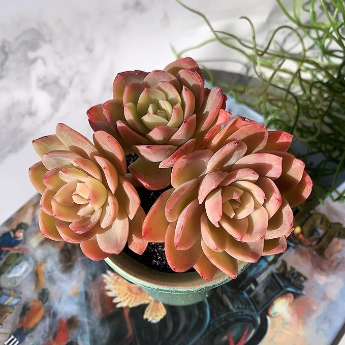 Echeveria Silk Veil Rare Live Succulent Plants, Cluster 3.5" Bare Root Without Pot & Soil, 1/3/7 Pcs, Garden Indoor Office Desk Baby Shower Decoration, Friend Plant Lovers Gifts