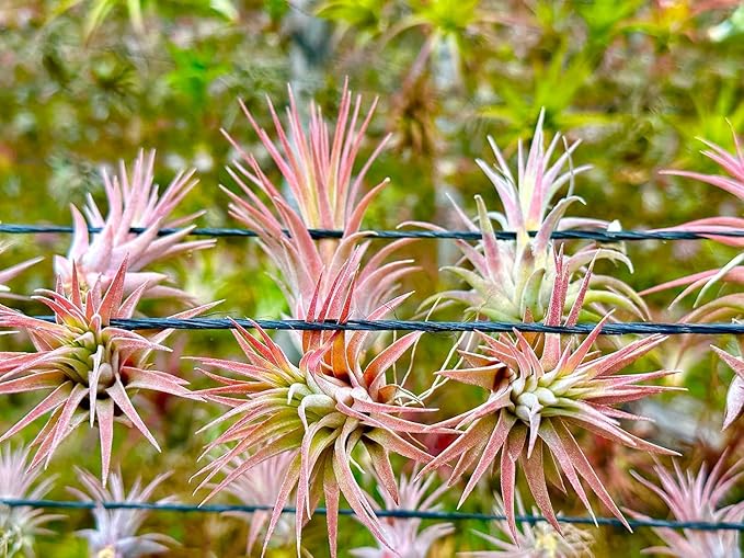 ragnaroc Air Plants - Tillandsia Ionantha Pack, Regular 1-3" - 5ct - Live Arrival Guaranteed - House Plants for Home Decor & Gift