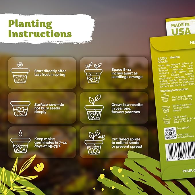 KVITER 1,500 Mullein Seeds for Planting (Verbascum Thapsus) – Mullein Herb, Heirloom Seed Non GMO Organic – Ideal for Herb Garden – US Grown Herbs Flower Seeds