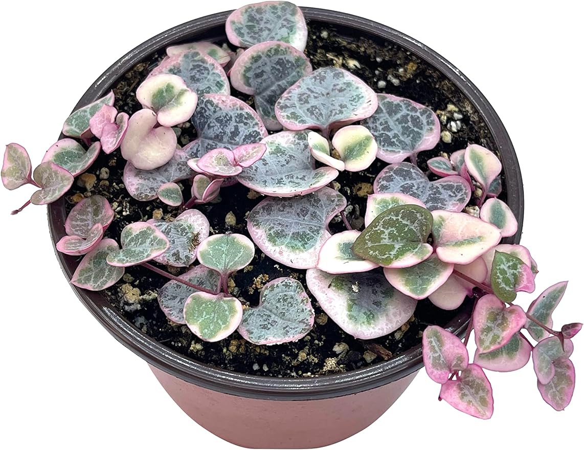 Live Succulent 4" Variegated String of Hearts, Succulents Plants Live, Succulent Plants Rooted, Hanging House Plant for Home Office Decoration, DIY Projects Party Favor Gift by The Succulent Cult