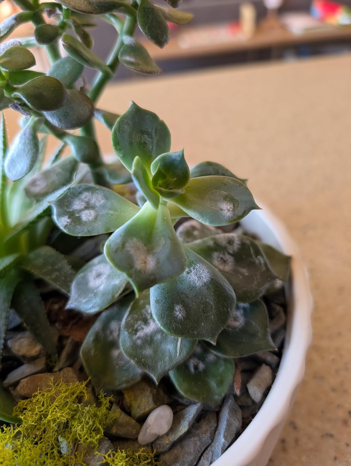 Plant Disease Control Spray – Natural Fungicide with Thyme Oil – Prevents Powdery Mildew, Botrytis, Anthracnose & More – Safe for Indoor/Outdoor Use – Family & Pet Friendly – 16oz