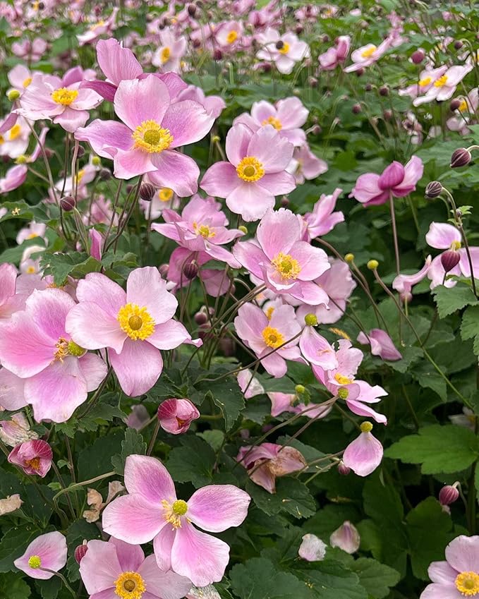 Perennial Farm Anemone Tomentosa 'Robustissima' – Live Windflower Perennial in #1 Container, Soft Pink Blooms, Vigorous & Hardy, Long Blooming, Deer Resistant, Ideal for Borders & Late Summer Color