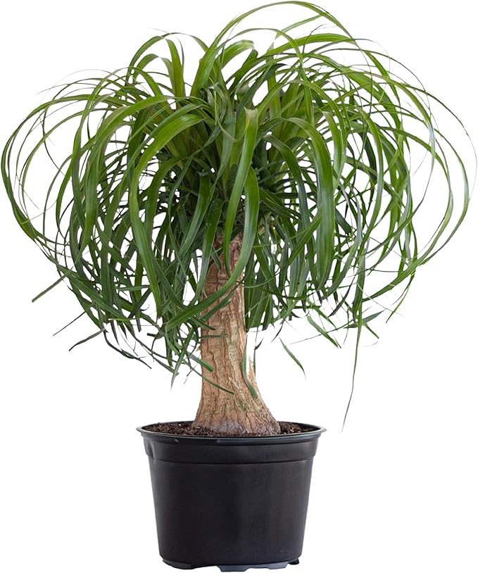 United Nursery Ponytail Palm Bush Beaucarnea Recurvata Plant Live Indoor Outdoor House Plant Ships in 6 Inch Grower Pot at 14 to 16 Inches Tall