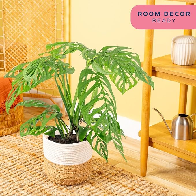 Costa Farms Monstera Esqueleto Live Plant in Decorative Pot, Large Indoor Houseplant, Perfect for Home, Room, or Office Decor, Great House Warming or Birthday Gift, 2-3 Feet Tall
