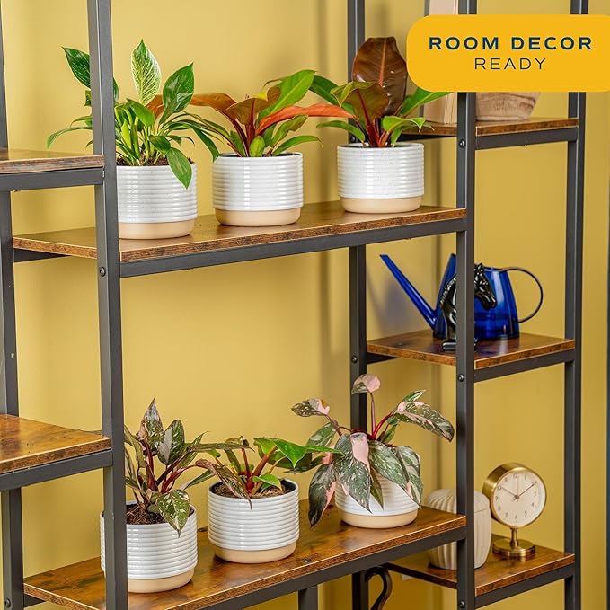 Costa Farms Philodendron Live Plants in Decorative Pots, Air Purifying Indoor Houseplant, Assorted Variety, Home, Room, or Office Decor, House Warming or Birthday Gift, 12-18 Inches Tall, Pack of 6