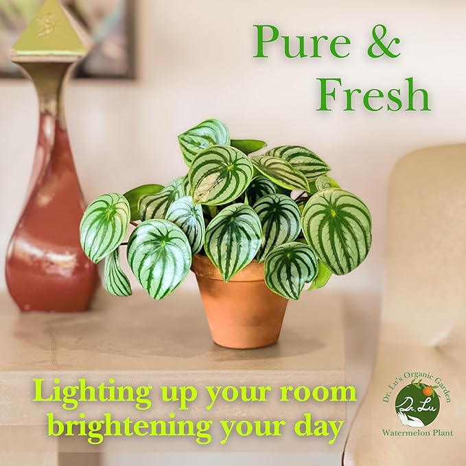 Dr. Lu’s Organic Watermelon Peperomia | Rare Peperomia Live Plant | Rooted Cute Watermelon Plant for Air Purifying | Easy Grow Peperomia Argyreia in 4'' Nursery Pot