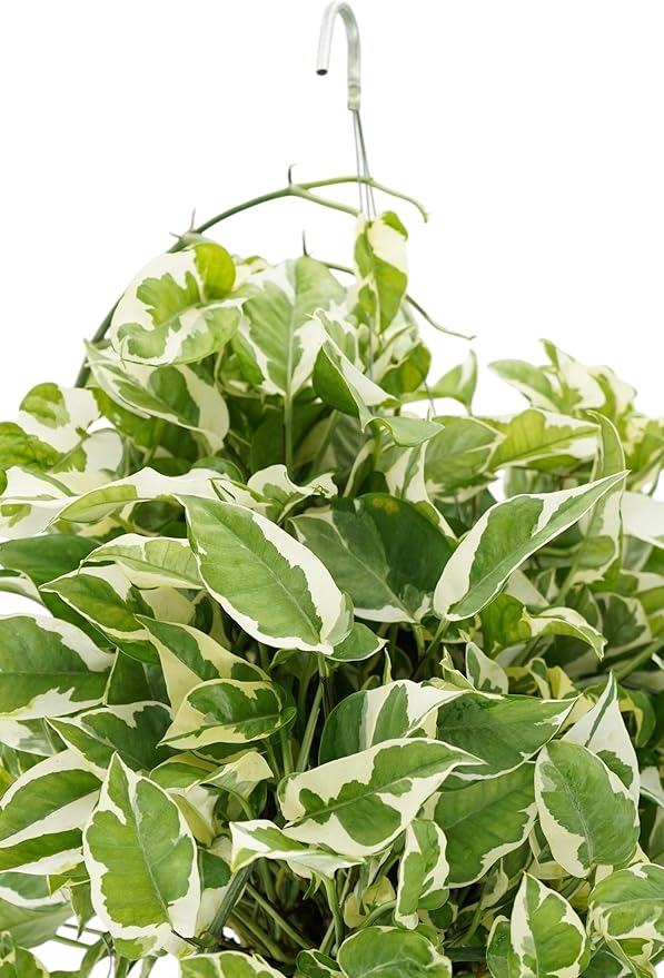 Huge Pothos N'joy Live Plant - Hanging House Plant, Large Pothos Live Plant, Hanging Plants Live Houseplants, Trailing Vine for Home Decor