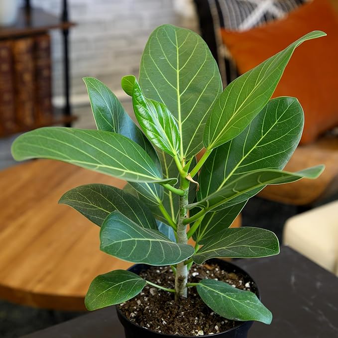 Live Ficus Tree 'Audrey' (Approx. 16" Tall) in 6" Grower Pot, Air Purifying Easy Live Indoor Houseplant, Unique Desk & Office Plant by Plants for Pets