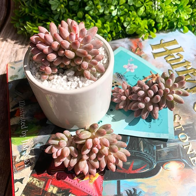 Pachyphytum Baby Finger Rare Live Succulent Plants, Cluster 2.7" Pink, Bare Root Without Pot & Soil, Garden Indoor Office Desk Baby Shower Decoration, Friend Plant Lovers Gifts