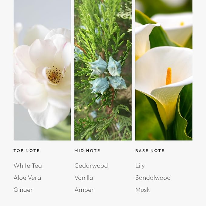 Aroma360 - Dream On Fragrance Oil Blend | Hotel Inspired for Luxury Essential Oil Diffusers | Aromatherapy Scent Diffuser Oil | Serene White Tea, Healing Aloe Vera, and Warm Earthy Cedar. - 120ML