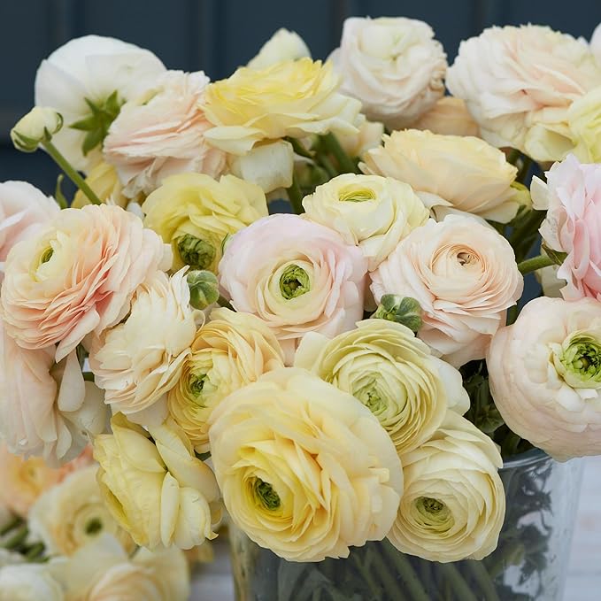 Eden Brothers Ranunculus Bulbs - Wedding Pastel