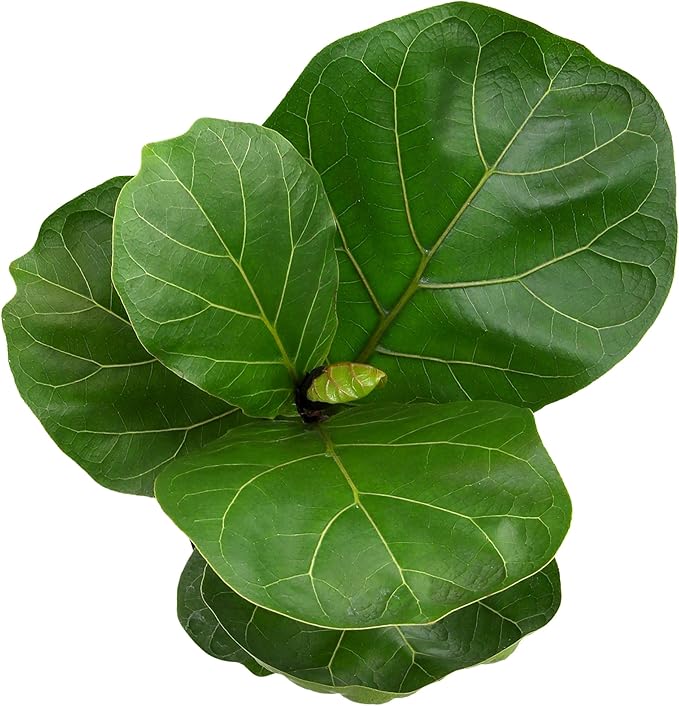 Live Fiddle Leaf Fig Tree Ficus, House Plant Decor in 6" White Pot, Easy Plant Gift, Live Ficus Tree, Real Office and Home Décor by Plants for Pets