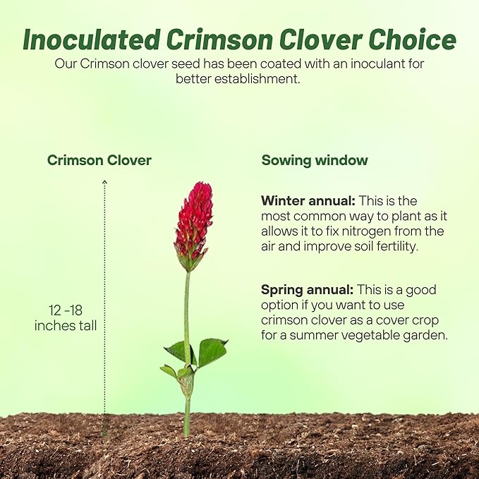 Outsidepride Crimson Clover Seeds - 1/4 lbs. Annual, Nitrocoated, & Inoculated Ground Cover Seeds, Ideal Clover Seed for Lawn, Cover Crop, Pasture, Hay, Green Manure & Wildlife Forage
