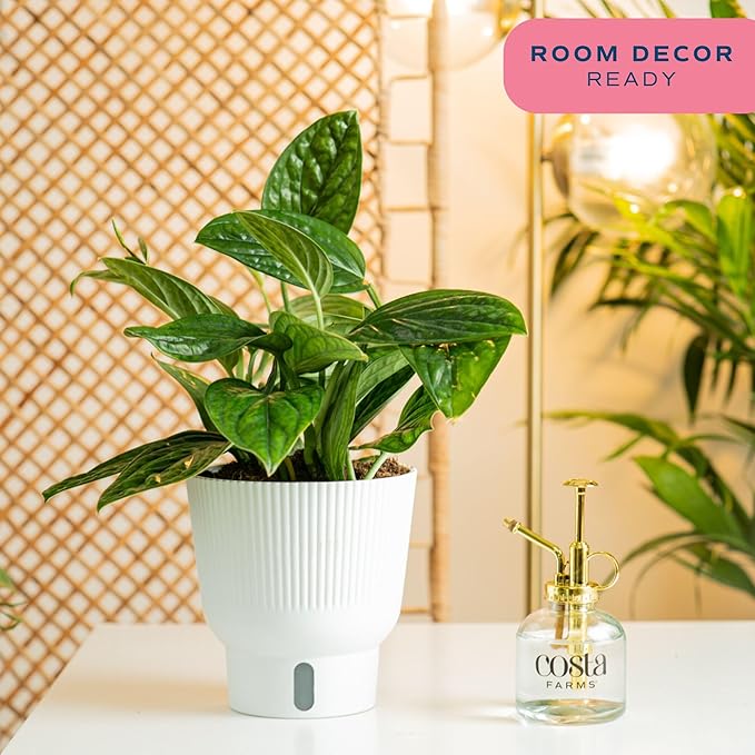 Costa Farms Green Galaxy Monstera Live Plant in Self Watering Pot, Easy to Maintain Indoor Houseplant, Perfect for Home, Room, or Office Decor, Great House Warming or Birthday Gift, 12-14 Inches Tall
