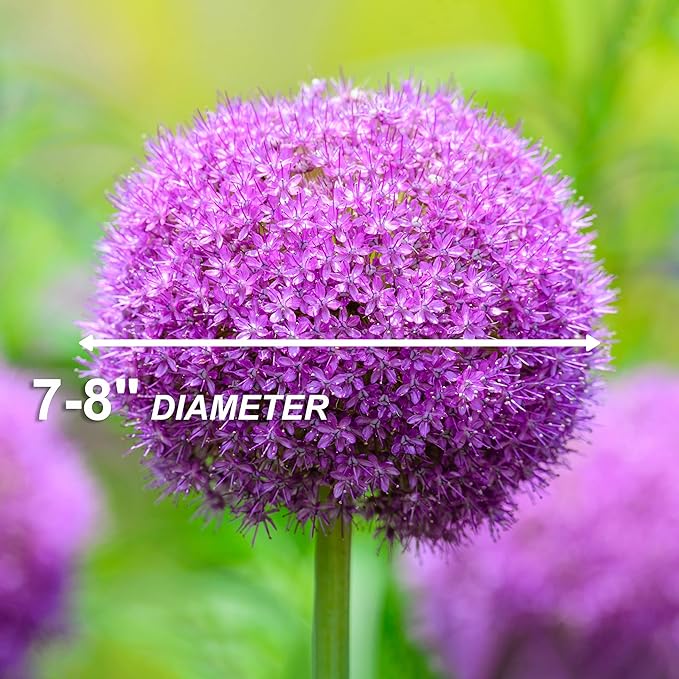 Garden State Bulb Gladiator Allium Flower Bulbs, 18cm, Fall Planting (Bag of 10)