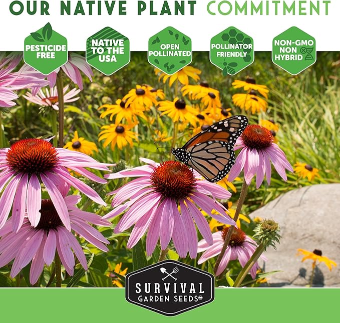 Survival Garden Seeds - Bergamot Herb (Bee Balm) Seed for Planting - 2 Packets with Instructions to Grow Monarda Fistulosa Wildflowers in Your Home Vegetable Garden - Non-GMO Heirloom Variety