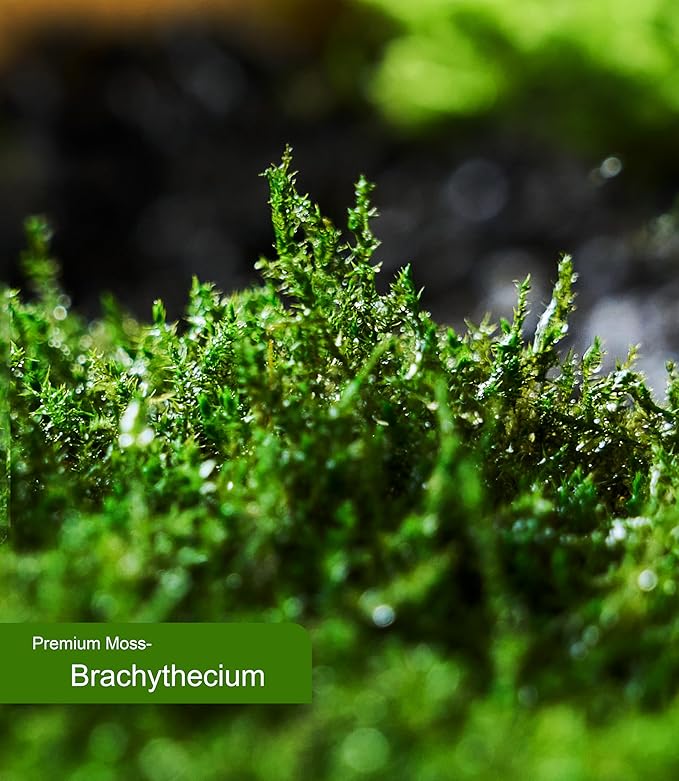 Live Moss – Brachythecium Moss (3 Sheets, Each Approx. 3.5"x7") for Terrariums, Moss Gardens, Plant Layouts & Natural Decor – Naturally Grown, Reusable, Not Artificial