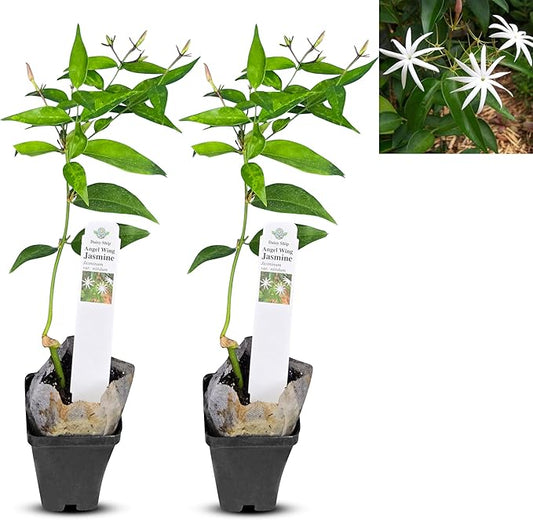 Live Angel Wing Jasmine (Jasminum Nitidum) Plants - Fragrant, White Blooming Evergreen Shrub for Any Garden (2 jas Angel Cups)