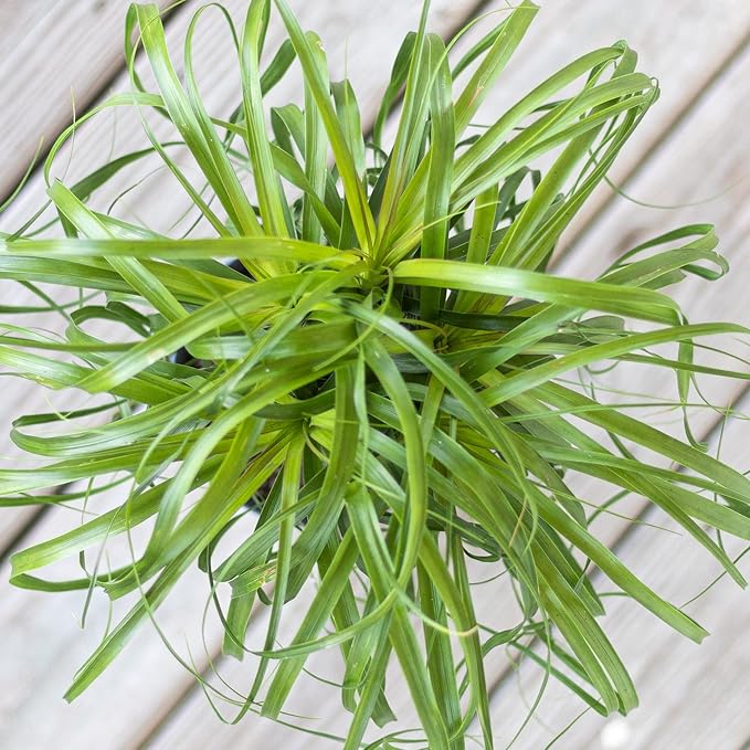 United Nursery Ponytail Palm Bush Beaucarnea Recurvata Plant Live Indoor Outdoor House Plant Ships in 6 Inch Grower Pot at 14 to 16 Inches Tall