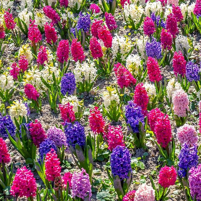 50 Mixed Hyacinth Bulbs – Fragrant Spring Flowers in Assorted Colors – Ideal for Beds & Containers – Bulk of Spring-Blooming Flowers – Easy Fall Planting - Plant in Gardens & Borders - Willard & May