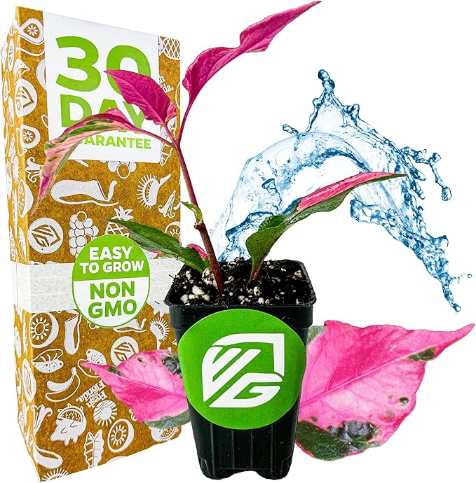 Alternanthera Party Time Joseph's Coat of Many Colors Live Plant - Alternanthera by Wellspring Gardens Starter Plant - Foliage for Gardens & Landscapes, Easy Care Outdoor Plant, Green and Pink Shrub