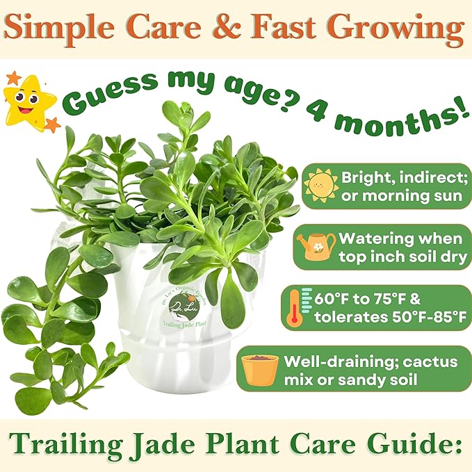 Dr. Lu’s Organic Trailing Jade Plant | Rare Jade Plant | Succulents Plants Live | Air Purifying Plants Indoor | Easy Grow House Plants in 5'' H x 4'' W Nursery Pot
