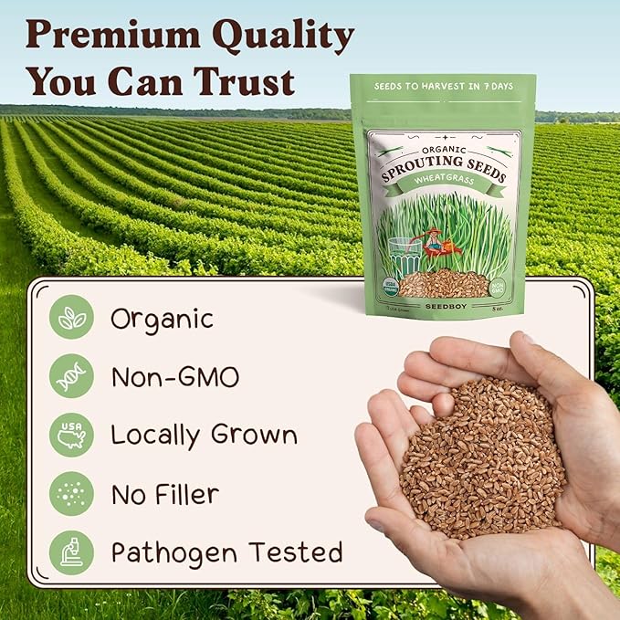 Seedboy Organic Wheatgrass Seeds for Microgreens - Non-GMO, USA Grown Microgreens Sprouting Seeds Mix (8 oz) (Hard Red Spring Wheatgrass)