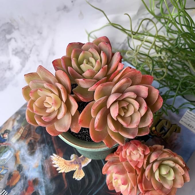 Echeveria Silk Veil Rare Live Succulent Plants, Cluster 3.5" Bare Root Without Pot & Soil, 1/3/7 Pcs, Garden Indoor Office Desk Baby Shower Decoration, Friend Plant Lovers Gifts