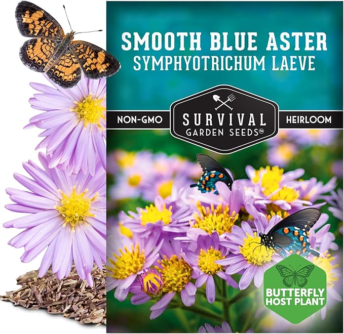 Survival Garden Seeds - Smooth Blue Aster Seeds for Planting | Symphyotrichum laeve | North American Native Wildflower | 1 Pack
