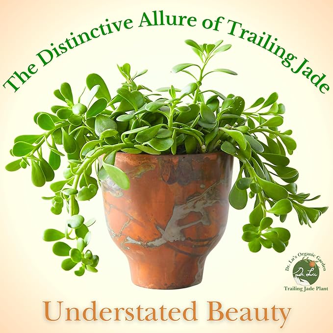 Dr. Lu’s Organic Trailing Jade Plant | Rare Jade Plant | Succulents Plants Live | Air Purifying Plants Indoor | Easy Grow House Plants in 5'' H x 4'' W Nursery Pot