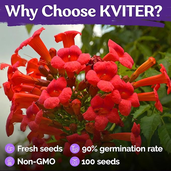 KVITER 100 Red Trumpet Vine Seeds for Planting (Campsis Radicans) – Trumpet Creeper, Organic & Heirloom Hummingbird Vine – Perennial Flower Seeds to Plant Outside – Fences, Trellises & Outdoor Garden
