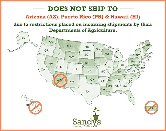 Thuja Green Giant Arborvitae Lot of 6, Quart Pot