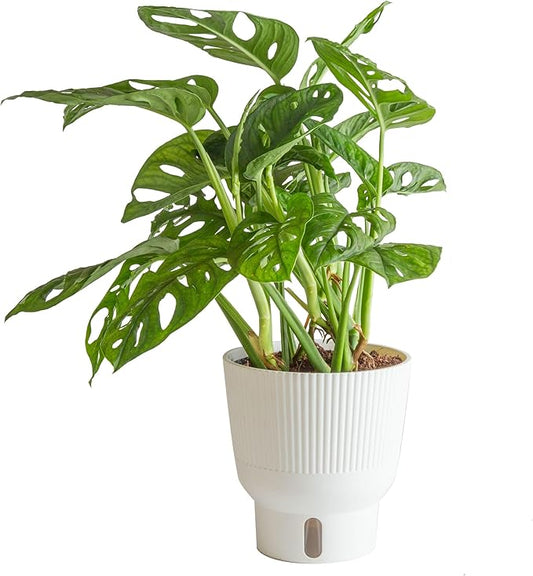 Costa Farms Little Monstera Plant, Easy to Grow Houseplant, Live Indoor Plant Potted in Cute Garden Plant Pot, Potting Soil, Housewarming Gift, Home, Office, and Tropical Room Decor, 12-Inches Tall