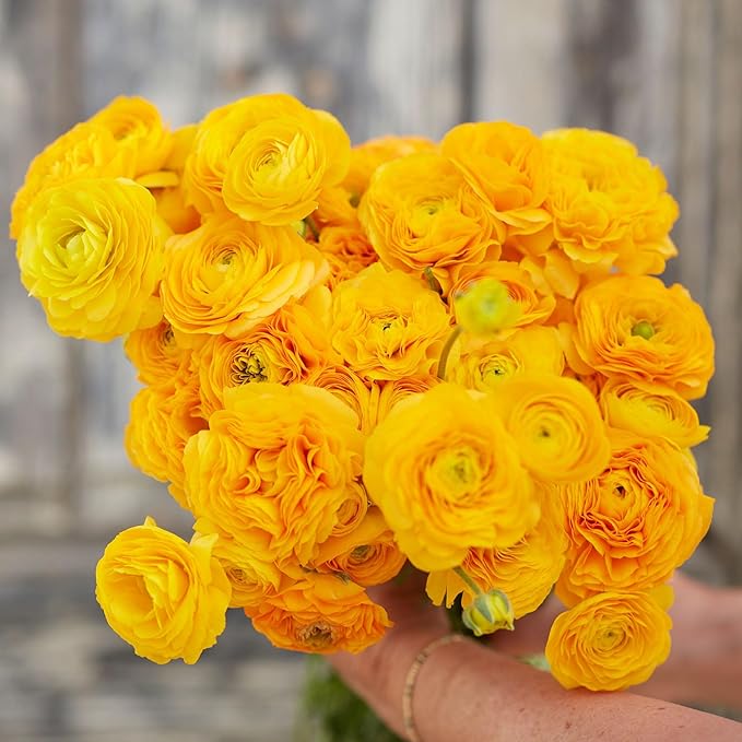 Eden Brothers Ranunculus Bulbs - Yellow